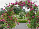 garden rose