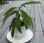 mango medis