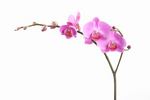 orchideja